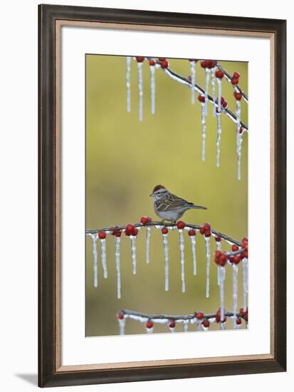 Chipping Sparrow perched on icy Possum Haw Holly, Hill Country, Texas, USA-Rolf Nussbaumer-Framed Premium Photographic Print