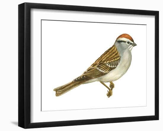Chipping Sparrow (Spizella Passerina), Birds-Encyclopaedia Britannica-Framed Art Print