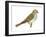 Chipping Sparrow (Spizella Passerina), Birds-Encyclopaedia Britannica-Framed Art Print