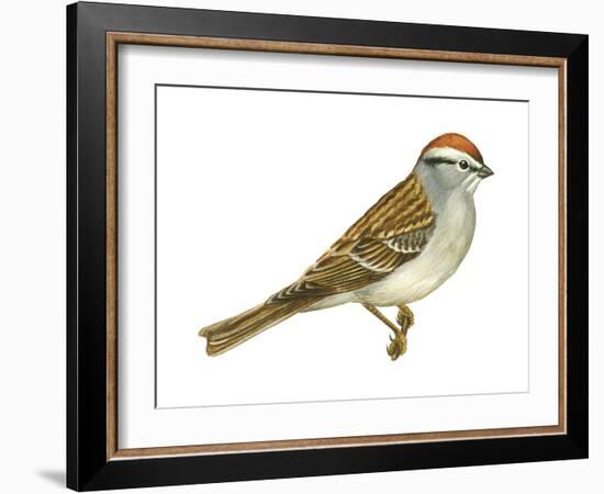 Chipping Sparrow (Spizella Passerina), Birds-Encyclopaedia Britannica-Framed Art Print