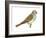 Chipping Sparrow (Spizella Passerina), Birds-Encyclopaedia Britannica-Framed Art Print