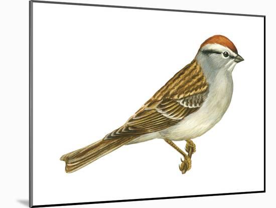 Chipping Sparrow (Spizella Passerina), Birds-Encyclopaedia Britannica-Mounted Art Print