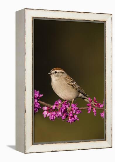 Chipping Sparrow, Spizella Passerina, perched-Larry Ditto-Framed Premier Image Canvas