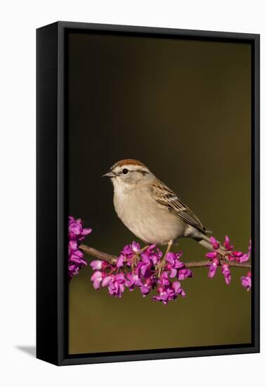 Chipping Sparrow, Spizella Passerina, perched-Larry Ditto-Framed Premier Image Canvas
