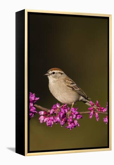 Chipping Sparrow, Spizella Passerina, perched-Larry Ditto-Framed Premier Image Canvas