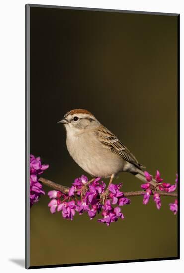 Chipping Sparrow, Spizella Passerina, perched-Larry Ditto-Mounted Photographic Print