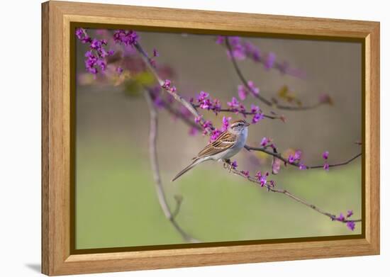 Chipping Sparrow, Spizella Passerina, perched-Larry Ditto-Framed Premier Image Canvas