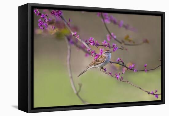 Chipping Sparrow, Spizella Passerina, perched-Larry Ditto-Framed Premier Image Canvas