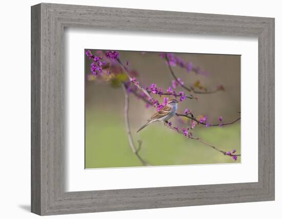 Chipping Sparrow, Spizella Passerina, perched-Larry Ditto-Framed Photographic Print