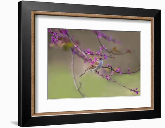 Chipping Sparrow, Spizella Passerina, perched-Larry Ditto-Framed Photographic Print