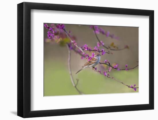 Chipping Sparrow, Spizella Passerina, perched-Larry Ditto-Framed Photographic Print