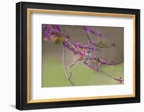 Chipping Sparrow, Spizella Passerina, perched-Larry Ditto-Framed Photographic Print