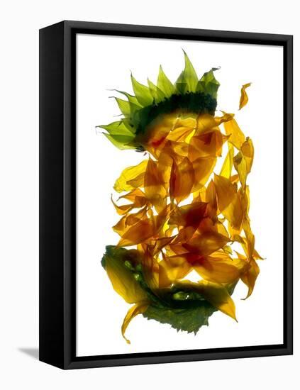 Chiquita Sunflower-Julia McLemore-Framed Premier Image Canvas