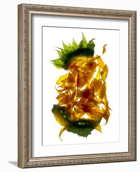 Chiquita Sunflower-Julia McLemore-Framed Photographic Print