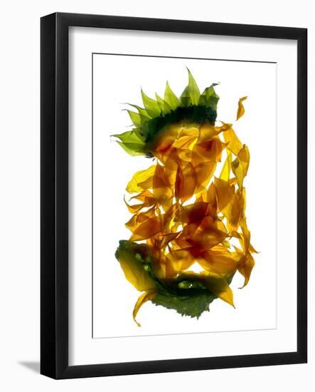 Chiquita Sunflower-Julia McLemore-Framed Photographic Print