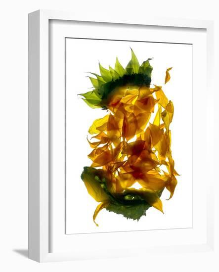 Chiquita Sunflower-Julia McLemore-Framed Photographic Print