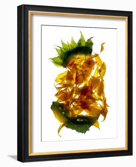 Chiquita Sunflower-Julia McLemore-Framed Photographic Print