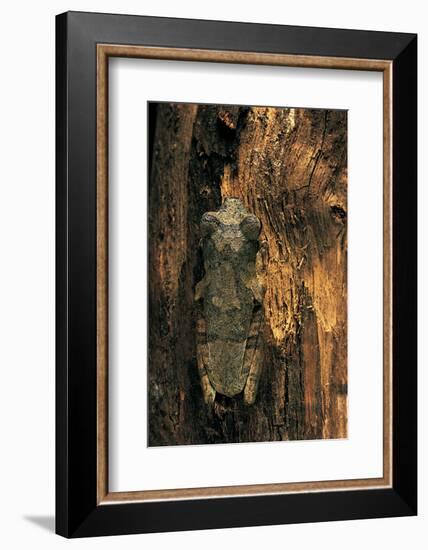 Chiromantis Rufescens (African Foam-Nest Treefrog)-Paul Starosta-Framed Photographic Print