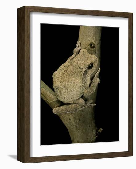 Chiromantis Xerampelina (Grey Foam-Nest Treefrog)-Paul Starosta-Framed Photographic Print
