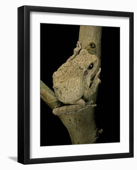 Chiromantis Xerampelina (Grey Foam-Nest Treefrog)-Paul Starosta-Framed Photographic Print