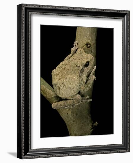 Chiromantis Xerampelina (Grey Foam-Nest Treefrog)-Paul Starosta-Framed Photographic Print