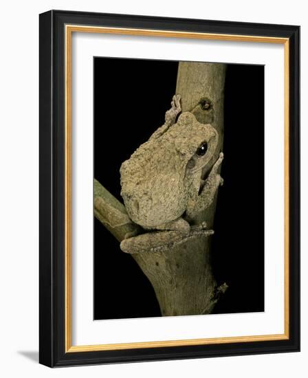 Chiromantis Xerampelina (Grey Foam-Nest Treefrog)-Paul Starosta-Framed Photographic Print