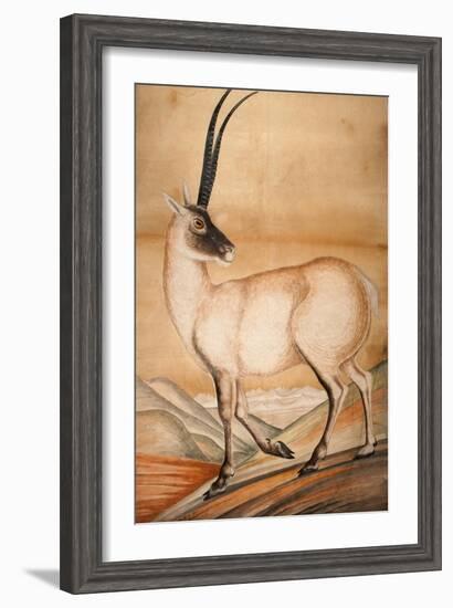 Chiru, 1840-Brian Houghton Hodgson-Framed Giclee Print