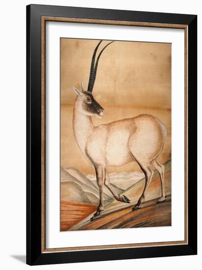 Chiru, 1840-Brian Houghton Hodgson-Framed Giclee Print