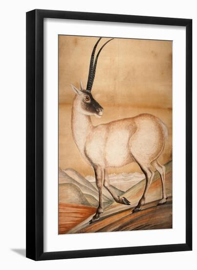 Chiru, 1840-Brian Houghton Hodgson-Framed Giclee Print