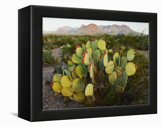 Chisos Mountains and Prickly Pear Cactus, Big Bend National Park, Brewster Co., Texas, Usa-Larry Ditto-Framed Premier Image Canvas