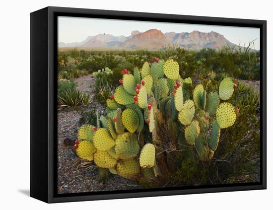 Chisos Mountains and Prickly Pear Cactus, Big Bend National Park, Brewster Co., Texas, Usa-Larry Ditto-Framed Premier Image Canvas