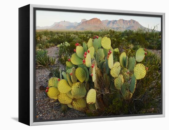 Chisos Mountains and Prickly Pear Cactus, Big Bend National Park, Brewster Co., Texas, Usa-Larry Ditto-Framed Premier Image Canvas