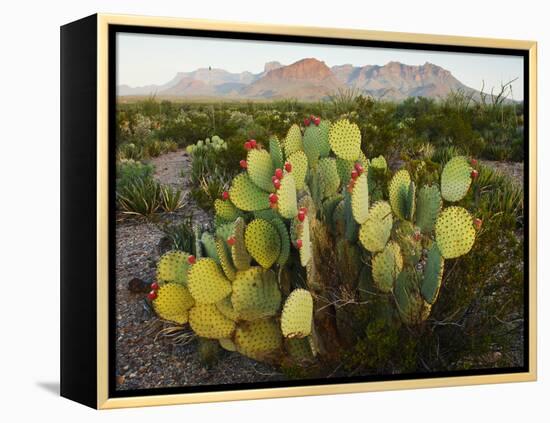 Chisos Mountains and Prickly Pear Cactus, Big Bend National Park, Brewster Co., Texas, Usa-Larry Ditto-Framed Premier Image Canvas