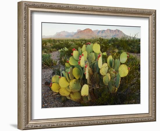 Chisos Mountains and Prickly Pear Cactus, Big Bend National Park, Brewster Co., Texas, Usa-Larry Ditto-Framed Photographic Print