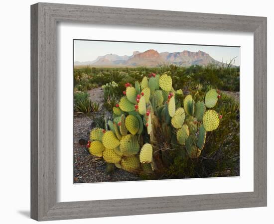 Chisos Mountains and Prickly Pear Cactus, Big Bend National Park, Brewster Co., Texas, Usa-Larry Ditto-Framed Photographic Print