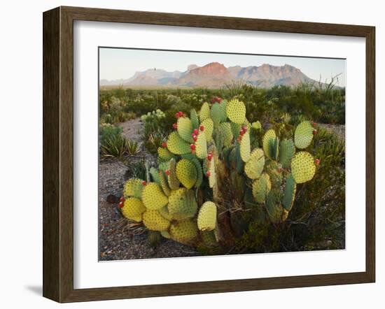 Chisos Mountains and Prickly Pear Cactus, Big Bend National Park, Brewster Co., Texas, Usa-Larry Ditto-Framed Photographic Print