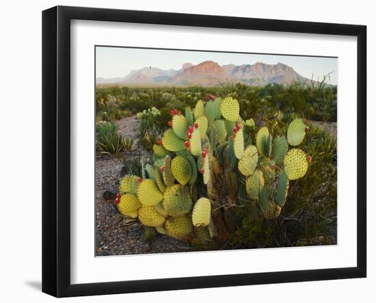 Chisos Mountains and Prickly Pear Cactus, Big Bend National Park, Brewster Co., Texas, Usa-Larry Ditto-Framed Photographic Print