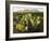 Chisos Mountains and Prickly Pear Cactus, Big Bend National Park, Brewster Co., Texas, Usa-Larry Ditto-Framed Photographic Print