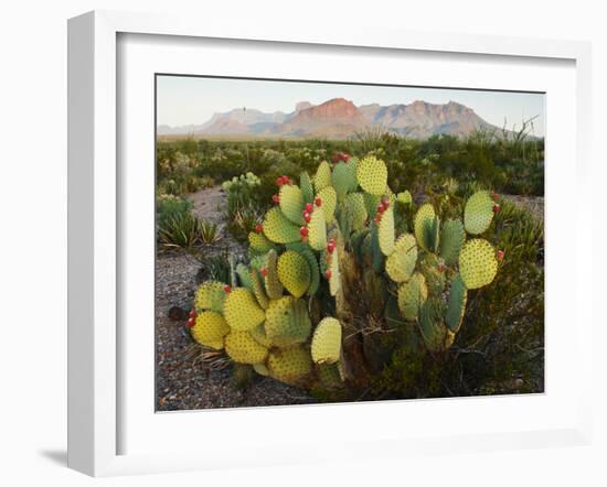 Chisos Mountains and Prickly Pear Cactus, Big Bend National Park, Brewster Co., Texas, Usa-Larry Ditto-Framed Photographic Print