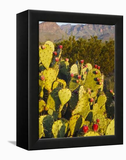 Chisos Mountains and Prickly Pear Cactus, Big Bend National Park, Brewster Co., Texas, Usa-Larry Ditto-Framed Premier Image Canvas