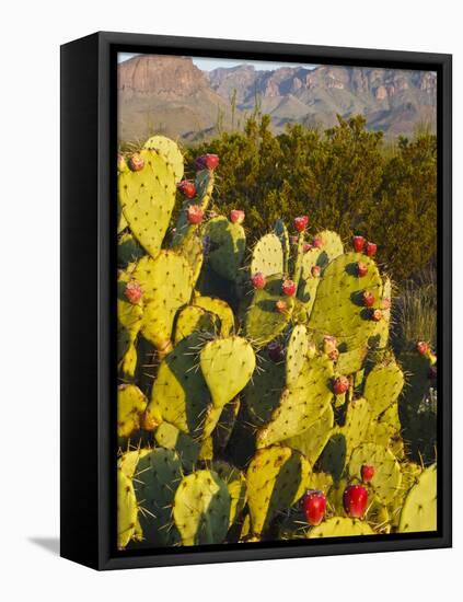 Chisos Mountains and Prickly Pear Cactus, Big Bend National Park, Brewster Co., Texas, Usa-Larry Ditto-Framed Premier Image Canvas