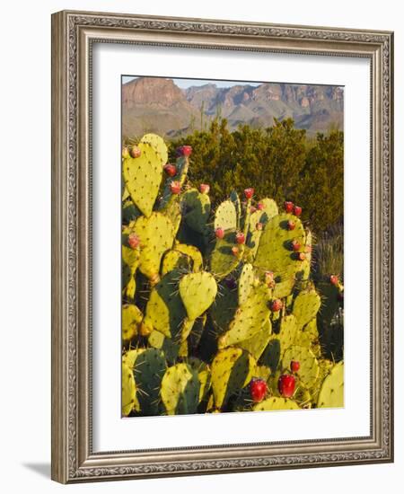 Chisos Mountains and Prickly Pear Cactus, Big Bend National Park, Brewster Co., Texas, Usa-Larry Ditto-Framed Photographic Print