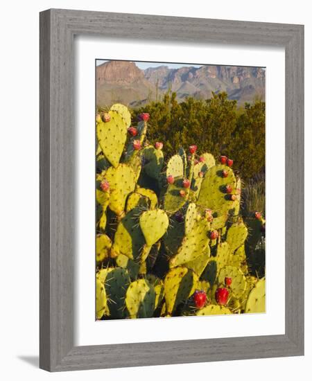 Chisos Mountains and Prickly Pear Cactus, Big Bend National Park, Brewster Co., Texas, Usa-Larry Ditto-Framed Photographic Print