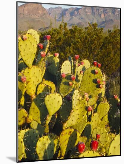 Chisos Mountains and Prickly Pear Cactus, Big Bend National Park, Brewster Co., Texas, Usa-Larry Ditto-Mounted Photographic Print