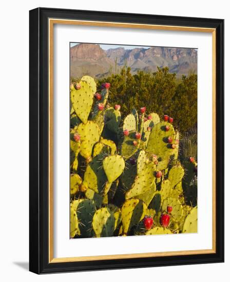 Chisos Mountains and Prickly Pear Cactus, Big Bend National Park, Brewster Co., Texas, Usa-Larry Ditto-Framed Photographic Print