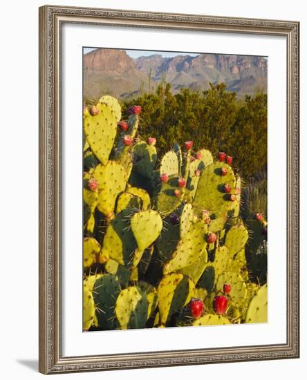 Chisos Mountains and Prickly Pear Cactus, Big Bend National Park, Brewster Co., Texas, Usa-Larry Ditto-Framed Photographic Print