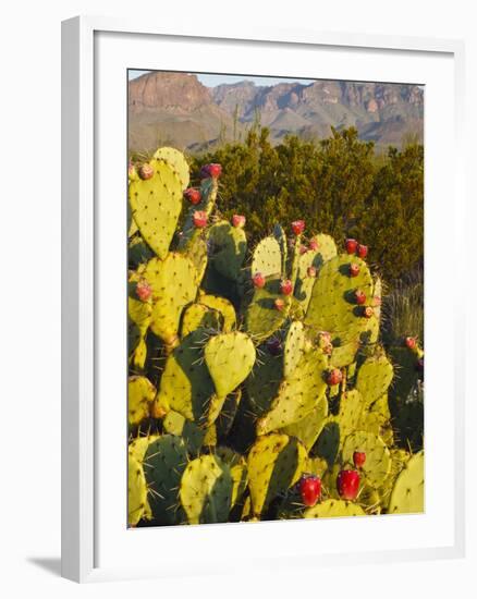 Chisos Mountains and Prickly Pear Cactus, Big Bend National Park, Brewster Co., Texas, Usa-Larry Ditto-Framed Photographic Print