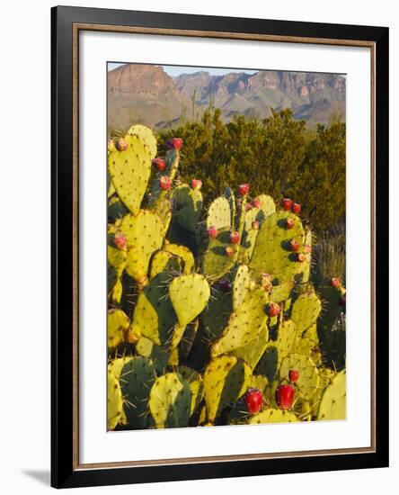 Chisos Mountains and Prickly Pear Cactus, Big Bend National Park, Brewster Co., Texas, Usa-Larry Ditto-Framed Photographic Print