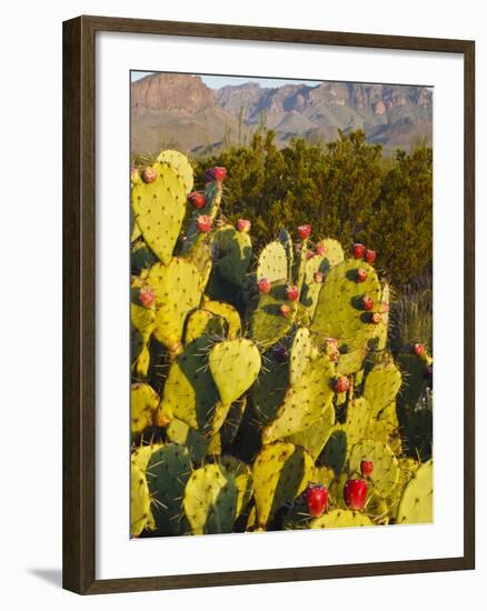 Chisos Mountains and Prickly Pear Cactus, Big Bend National Park, Brewster Co., Texas, Usa-Larry Ditto-Framed Photographic Print