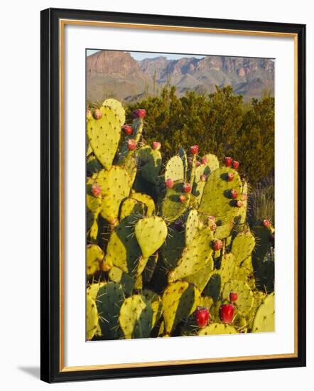 Chisos Mountains and Prickly Pear Cactus, Big Bend National Park, Brewster Co., Texas, Usa-Larry Ditto-Framed Photographic Print